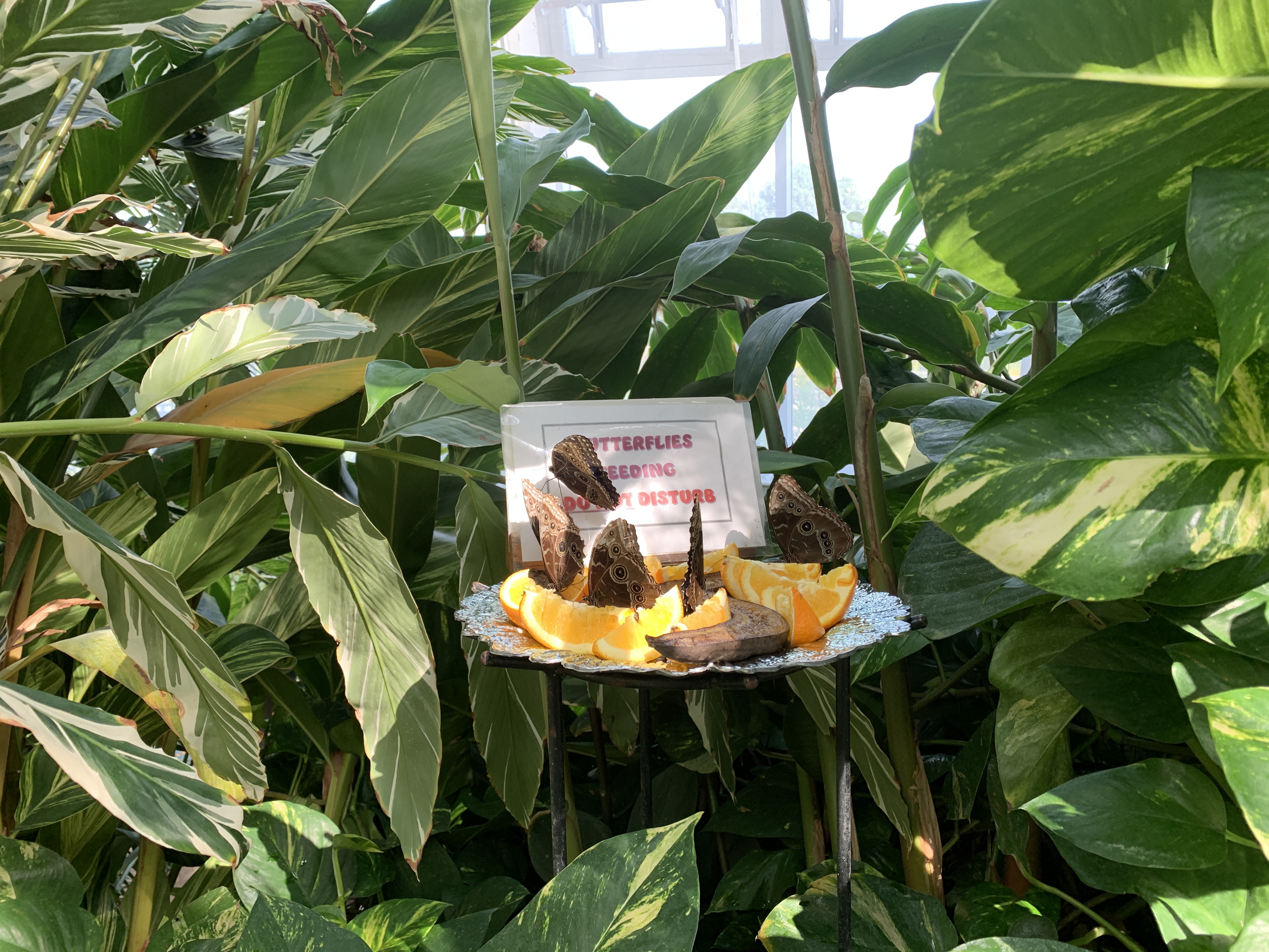 Butterflies eating fruit in the Butterfly Conservatory Niagara Falls