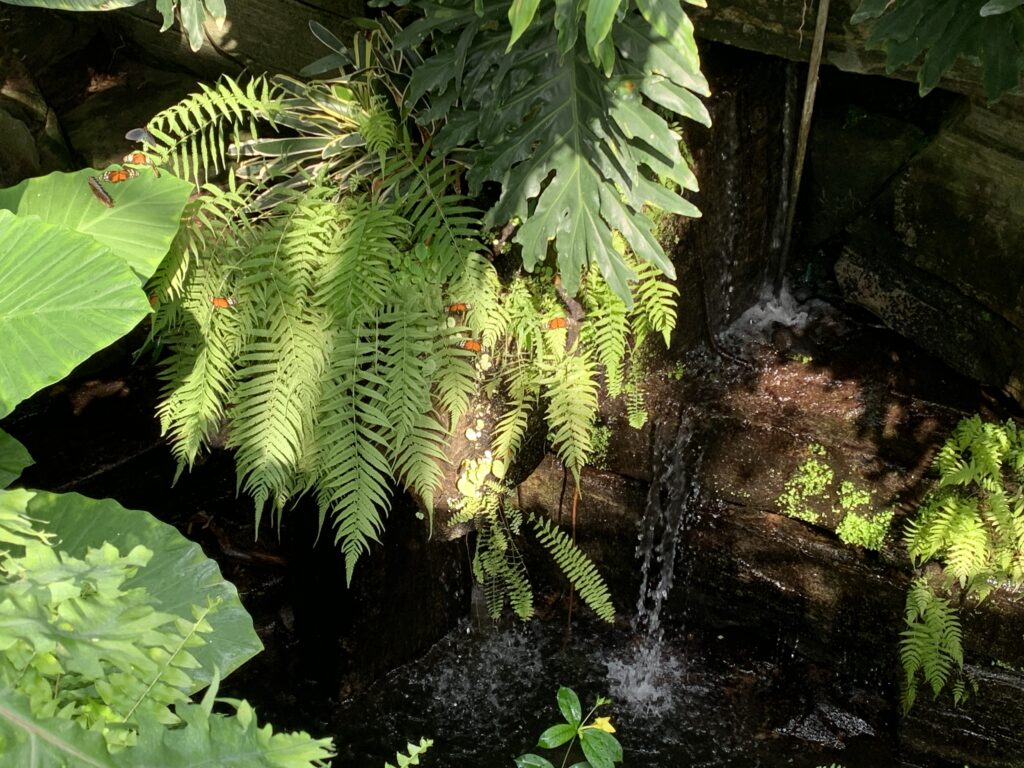 Waterfall inside the butterfly conservatory niagara falls