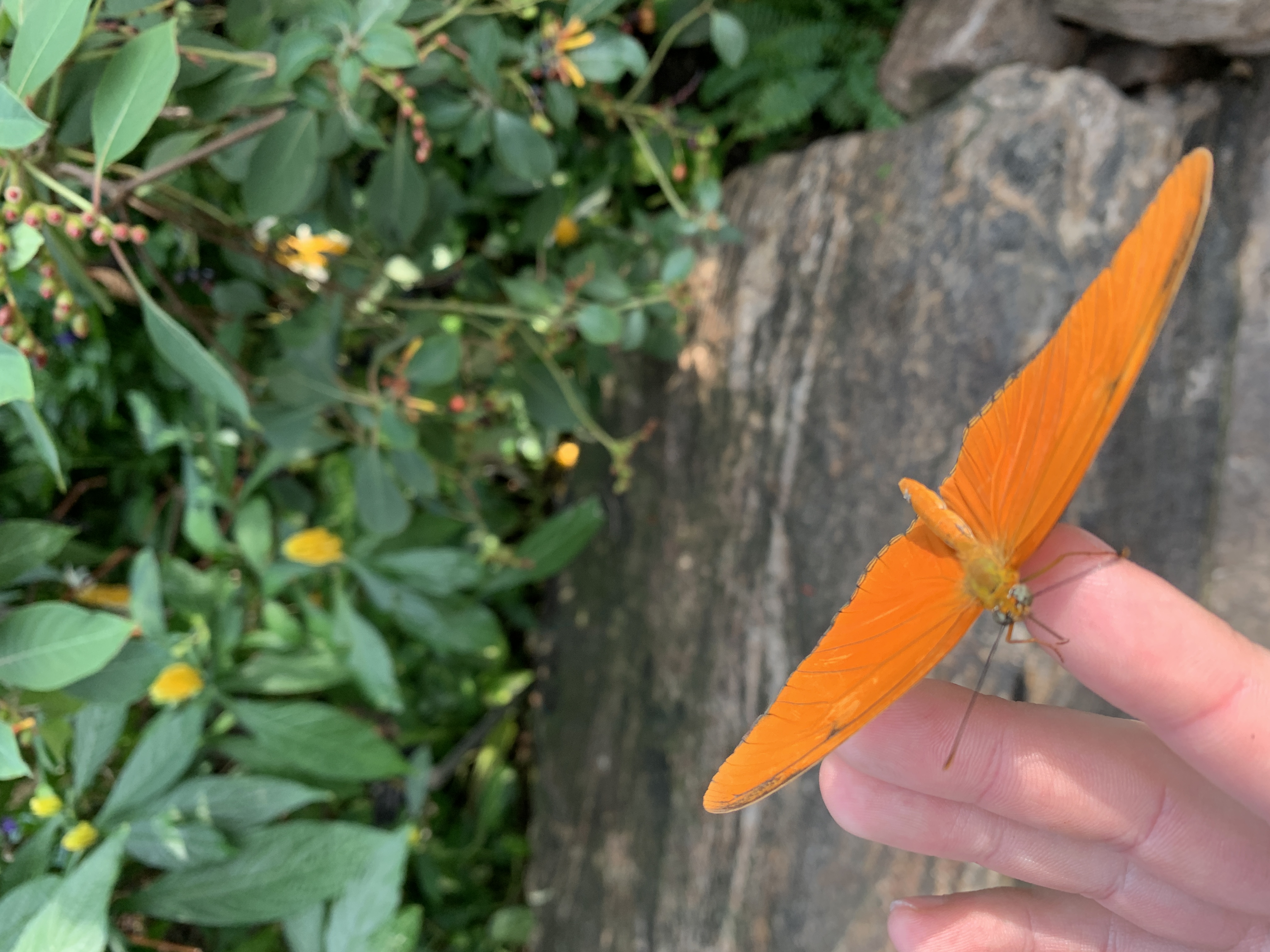 Orange butterfly landed on a finger