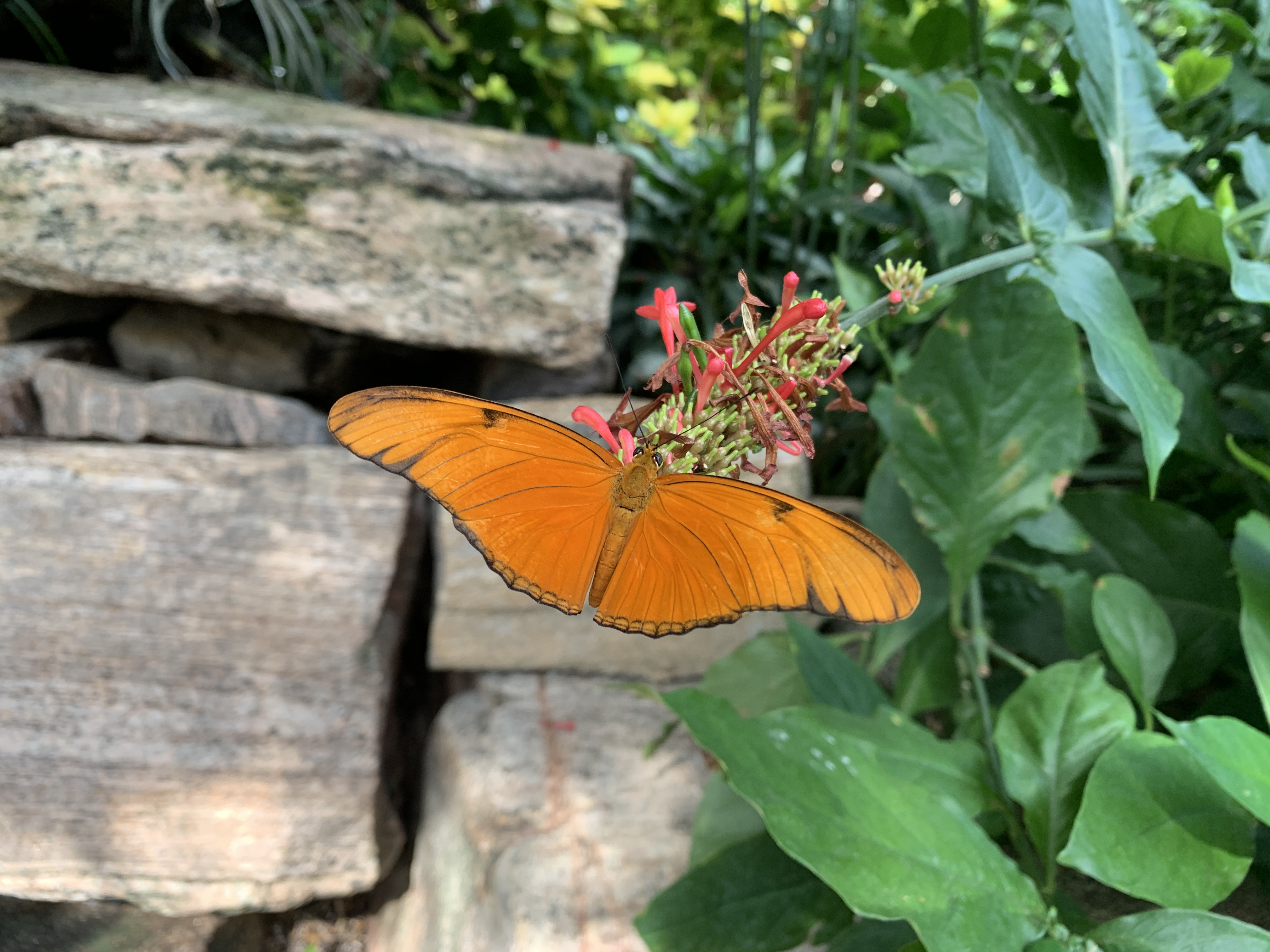 Orange butterfly in the butterfly conservatory niagara falls