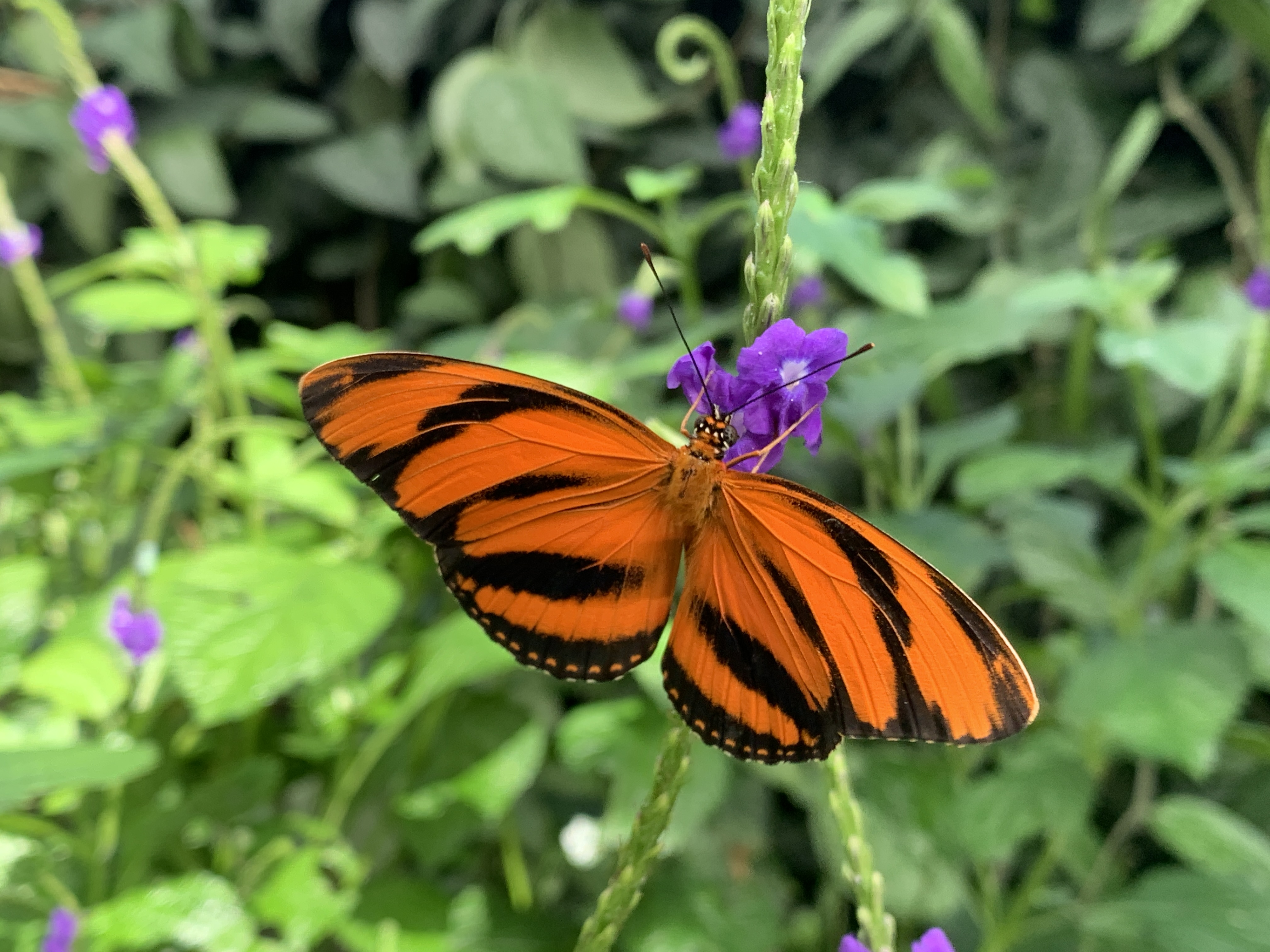 Orange and black butterfly in the butterfly conservatory niagara falls