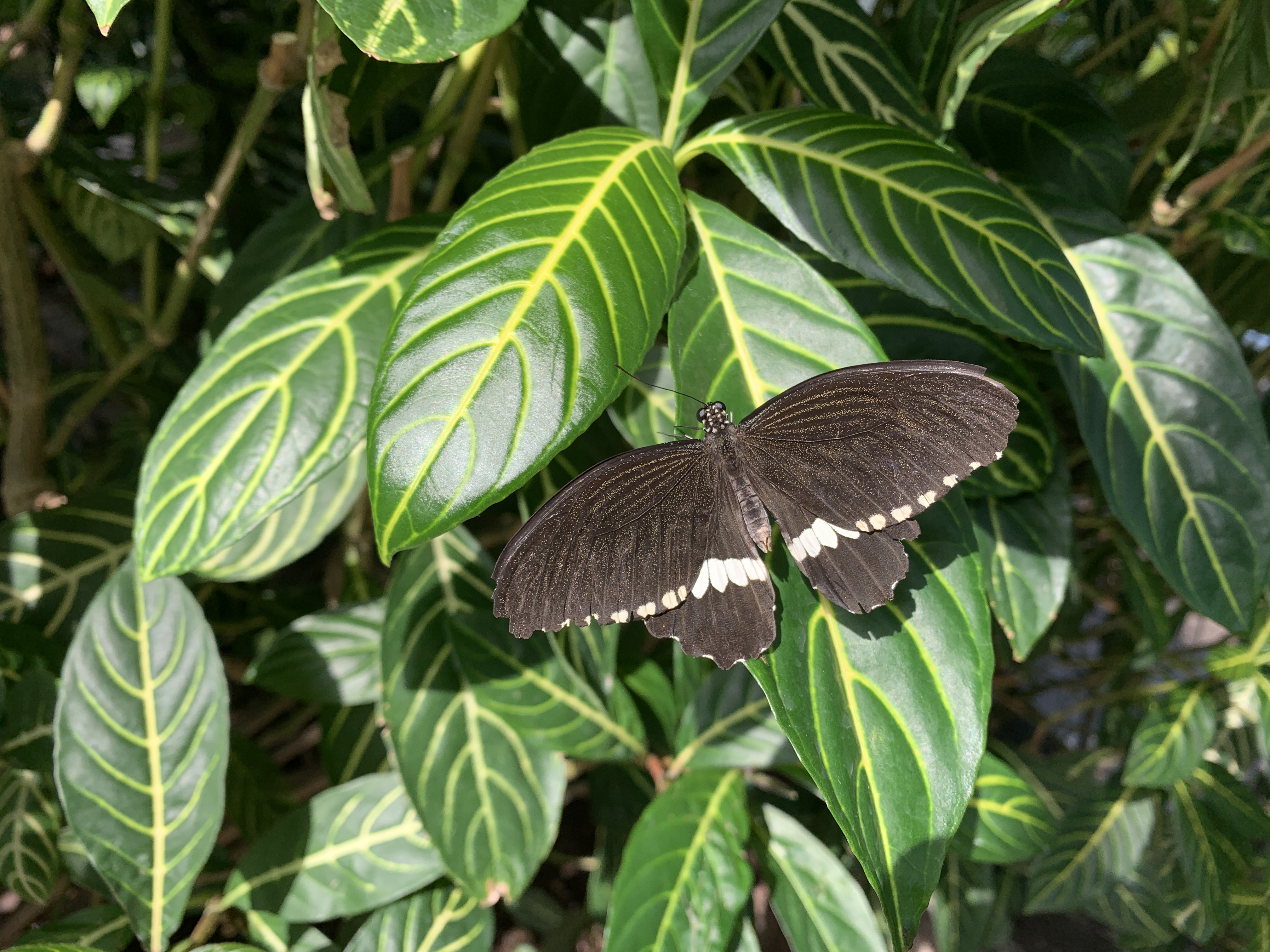 Black and white butterfly in the butterfly conservatory niagara falls