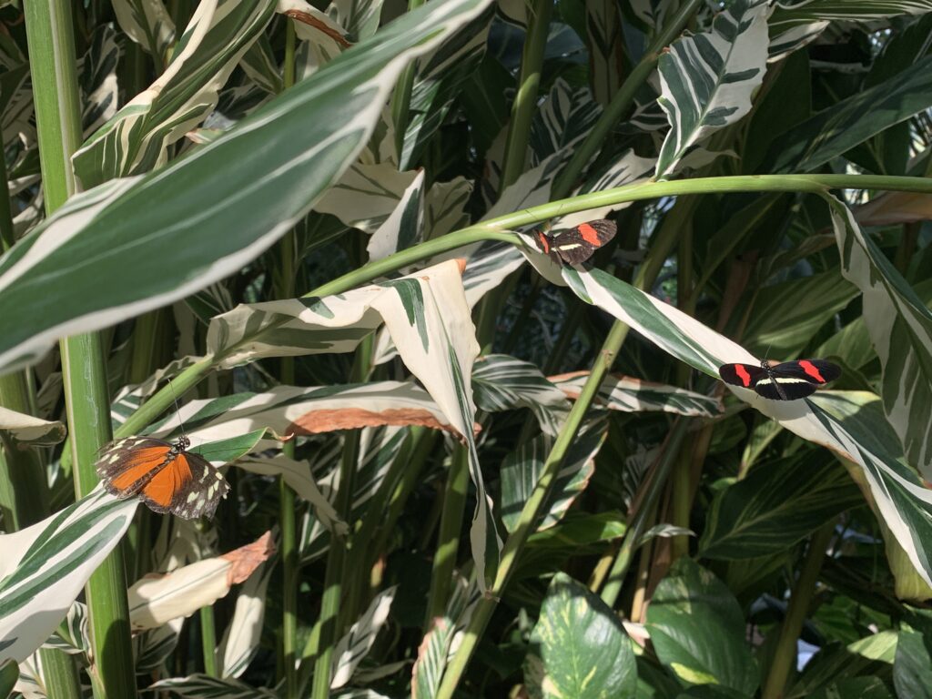 One of the unique things to do in niagara falls canada is to visit the butterfly conservatory