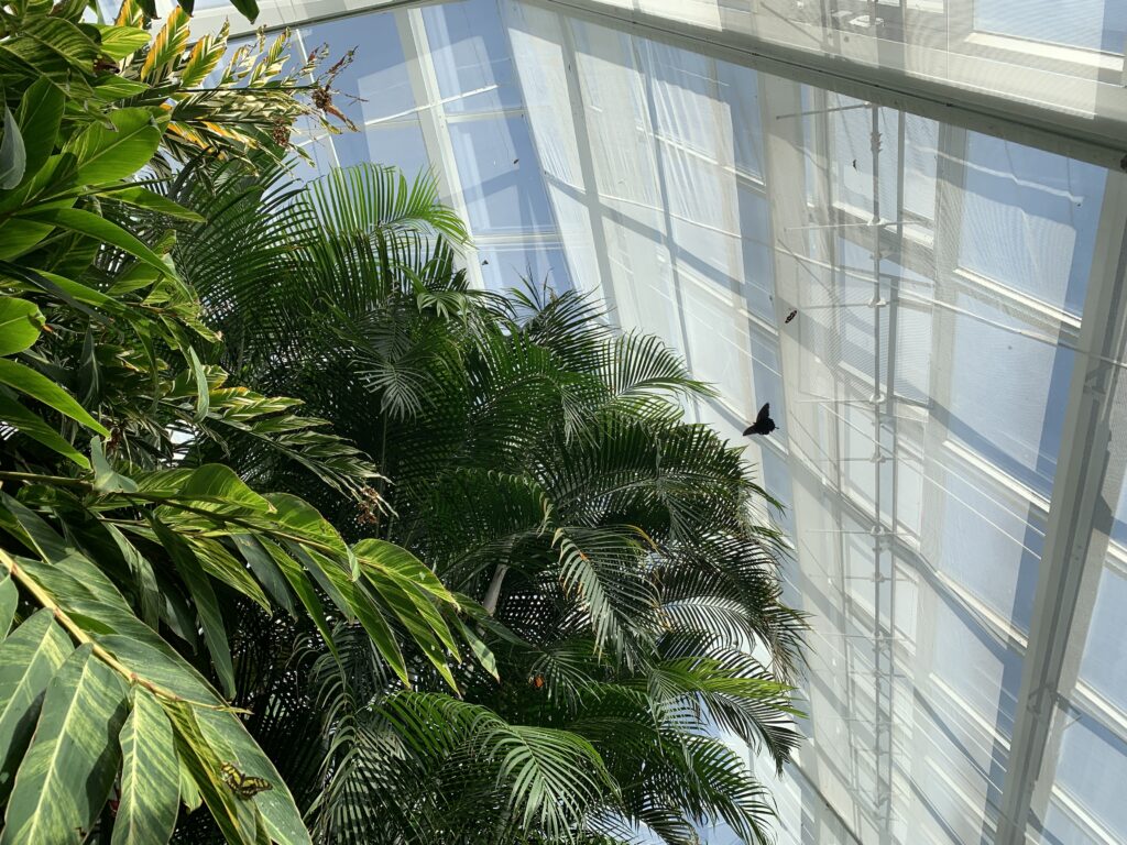 Inside the butterfly conservatory