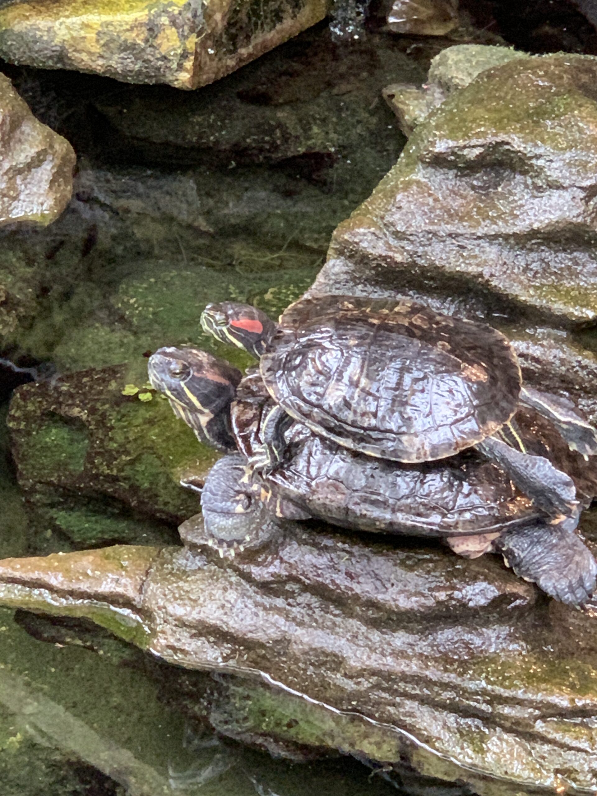 Floral showhouse turtles, one on top of the other