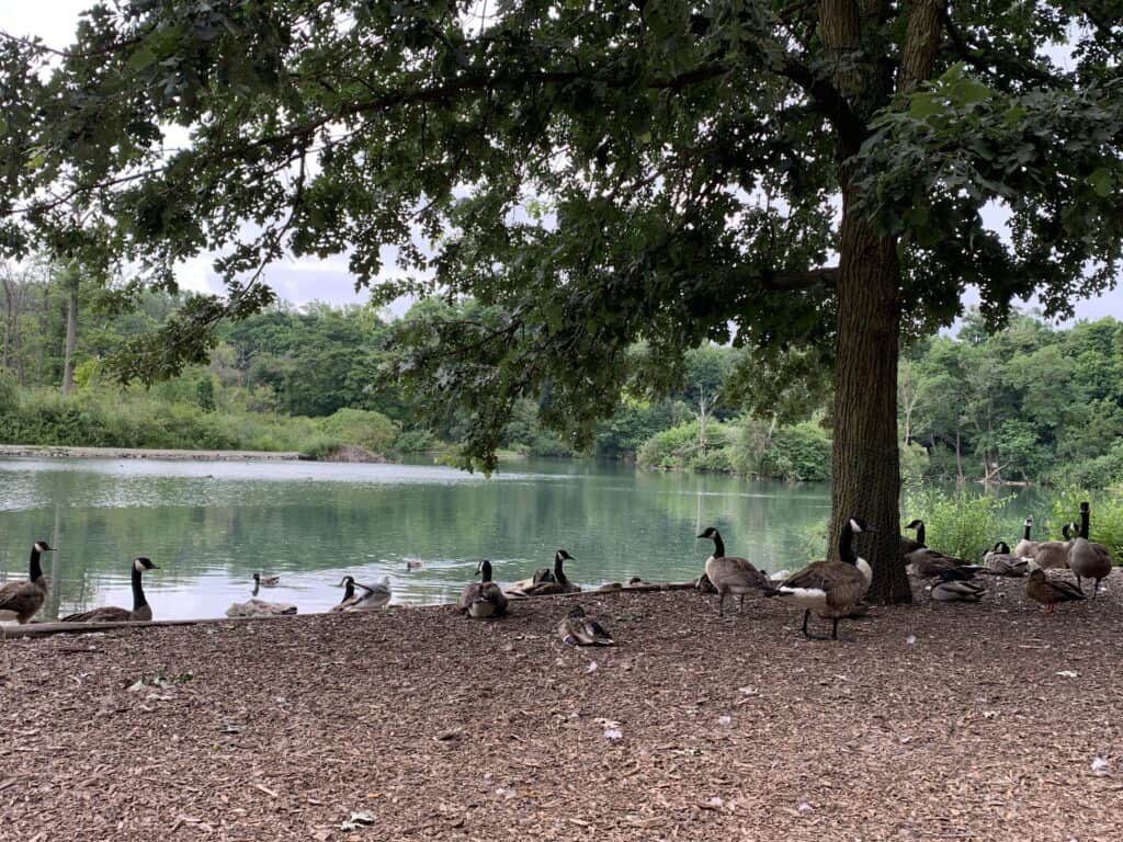 Canadian geese in Dufferin Islands