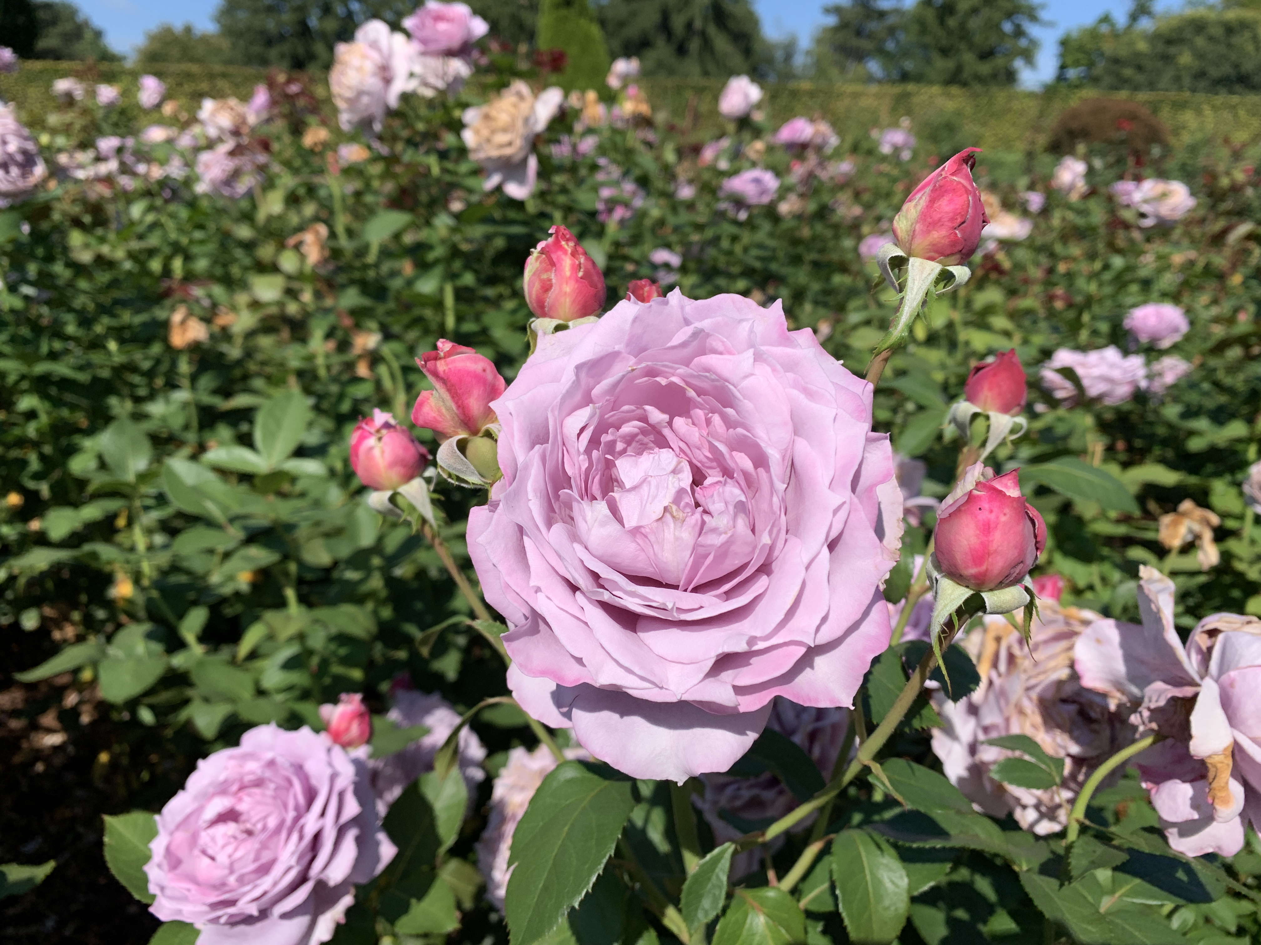 pink roses