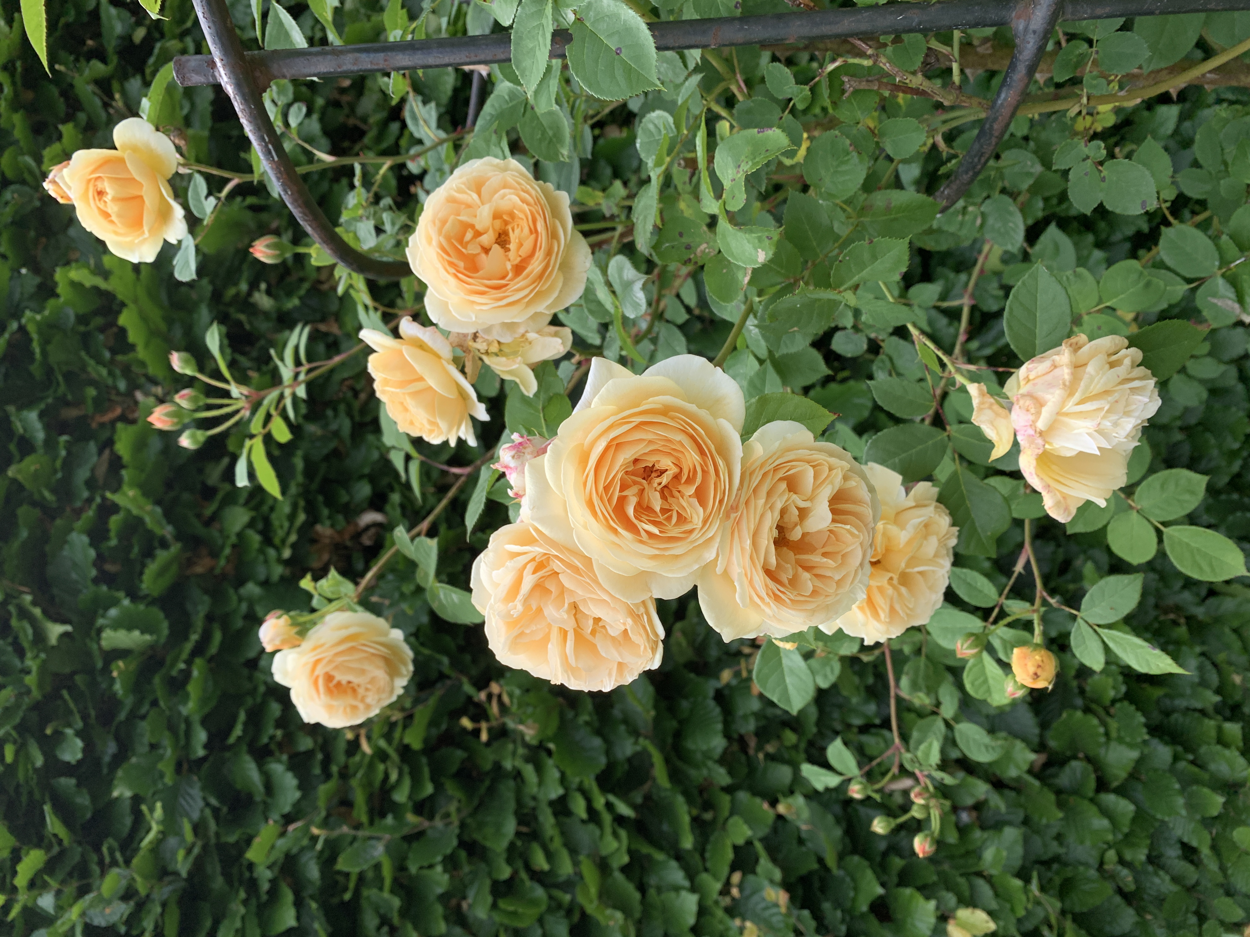 orange roses