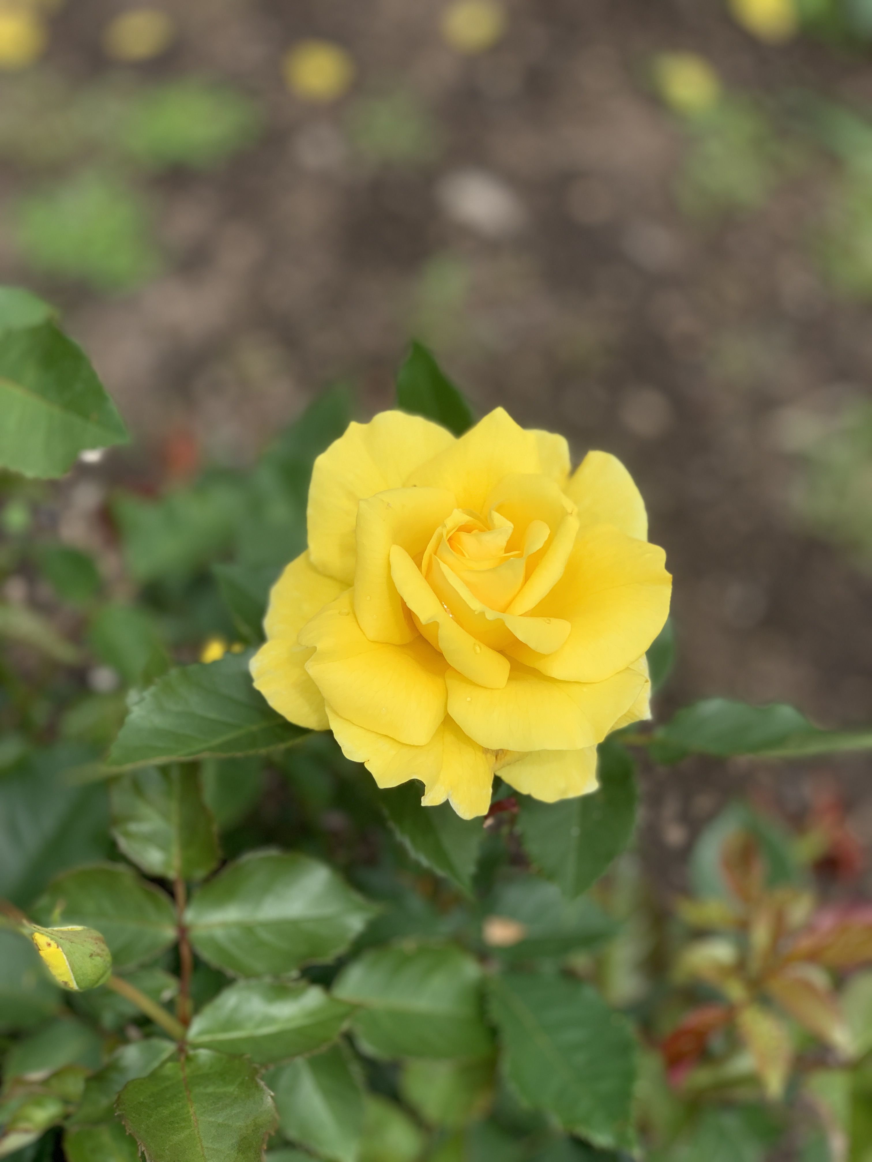 yellow rose