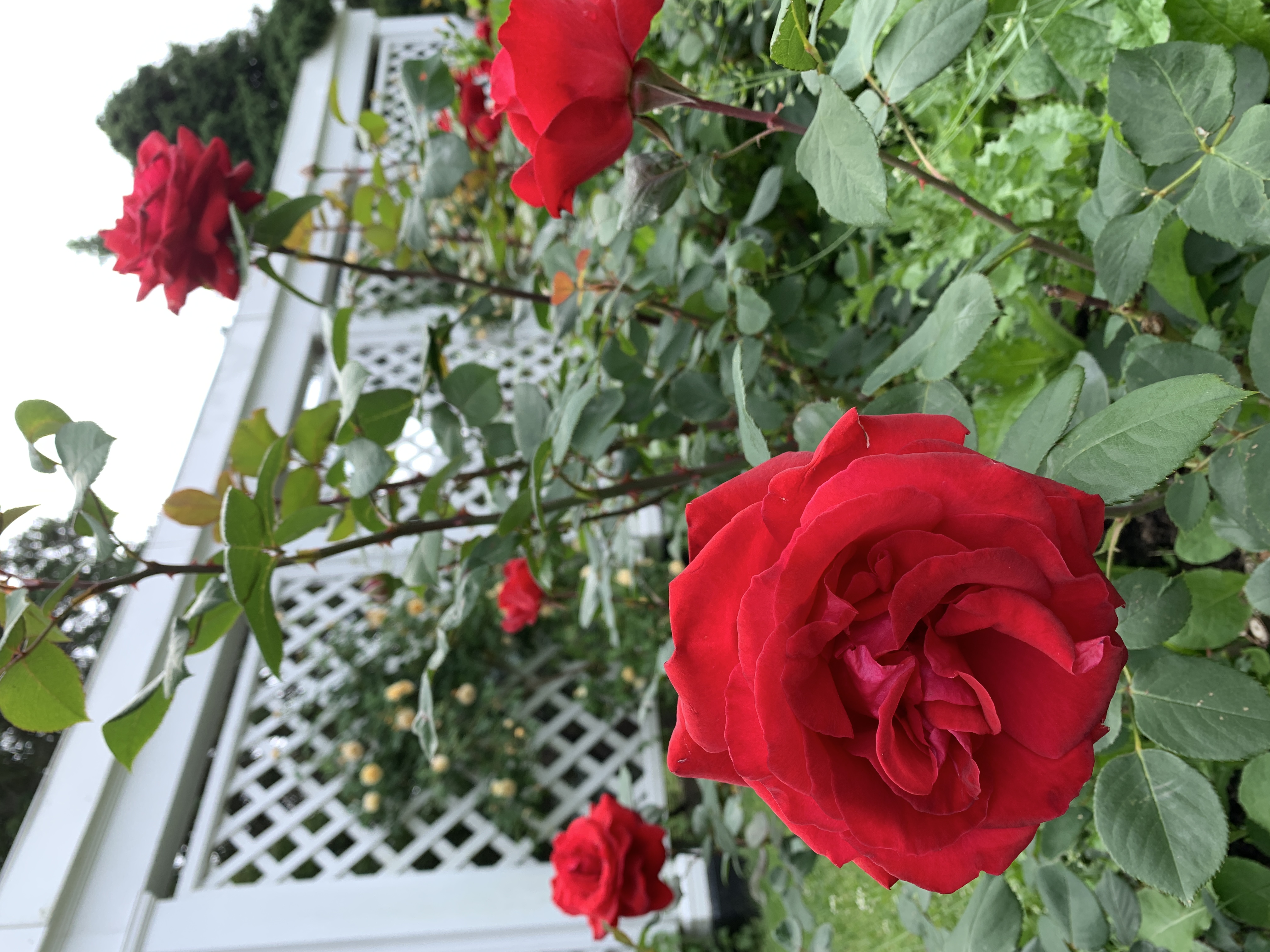 red roses