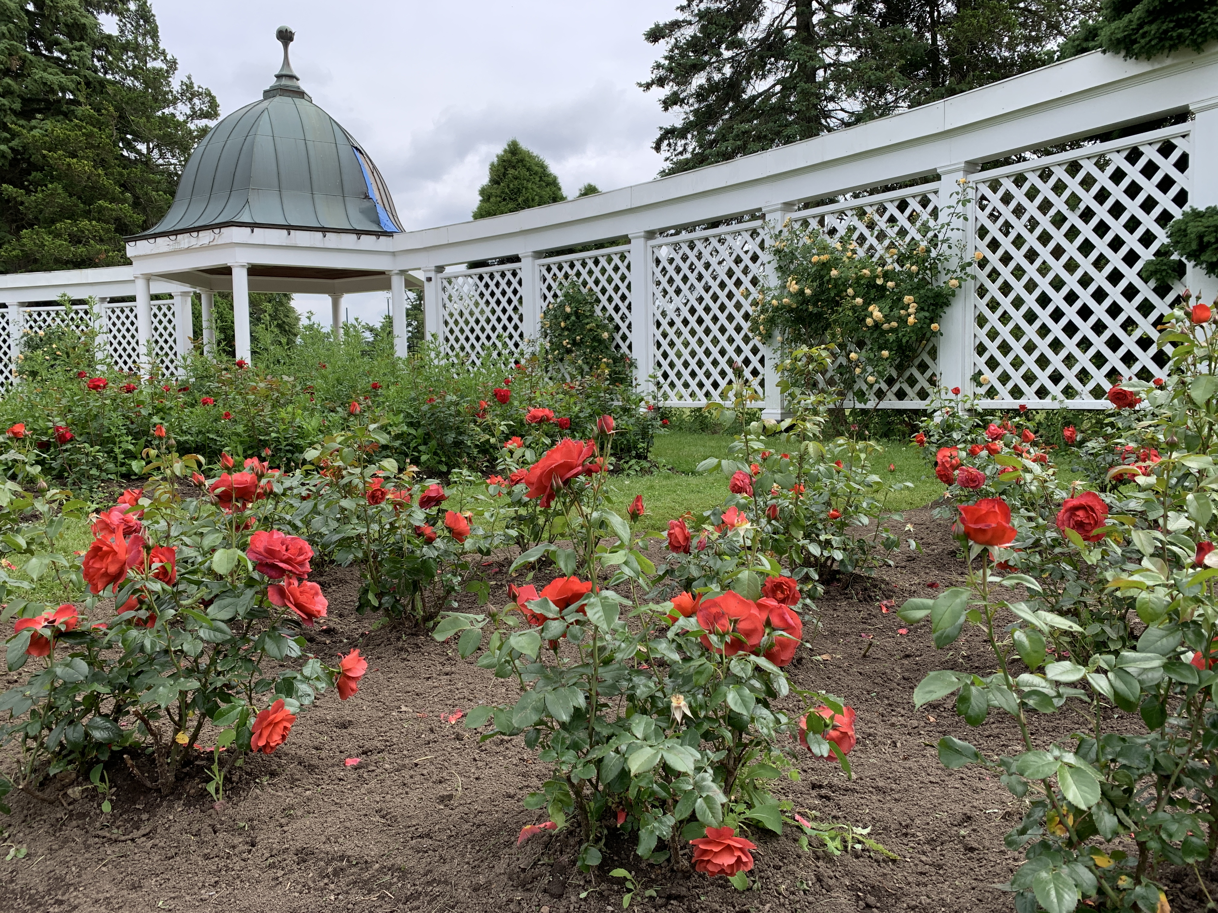 rose garden with red roses and white trellace