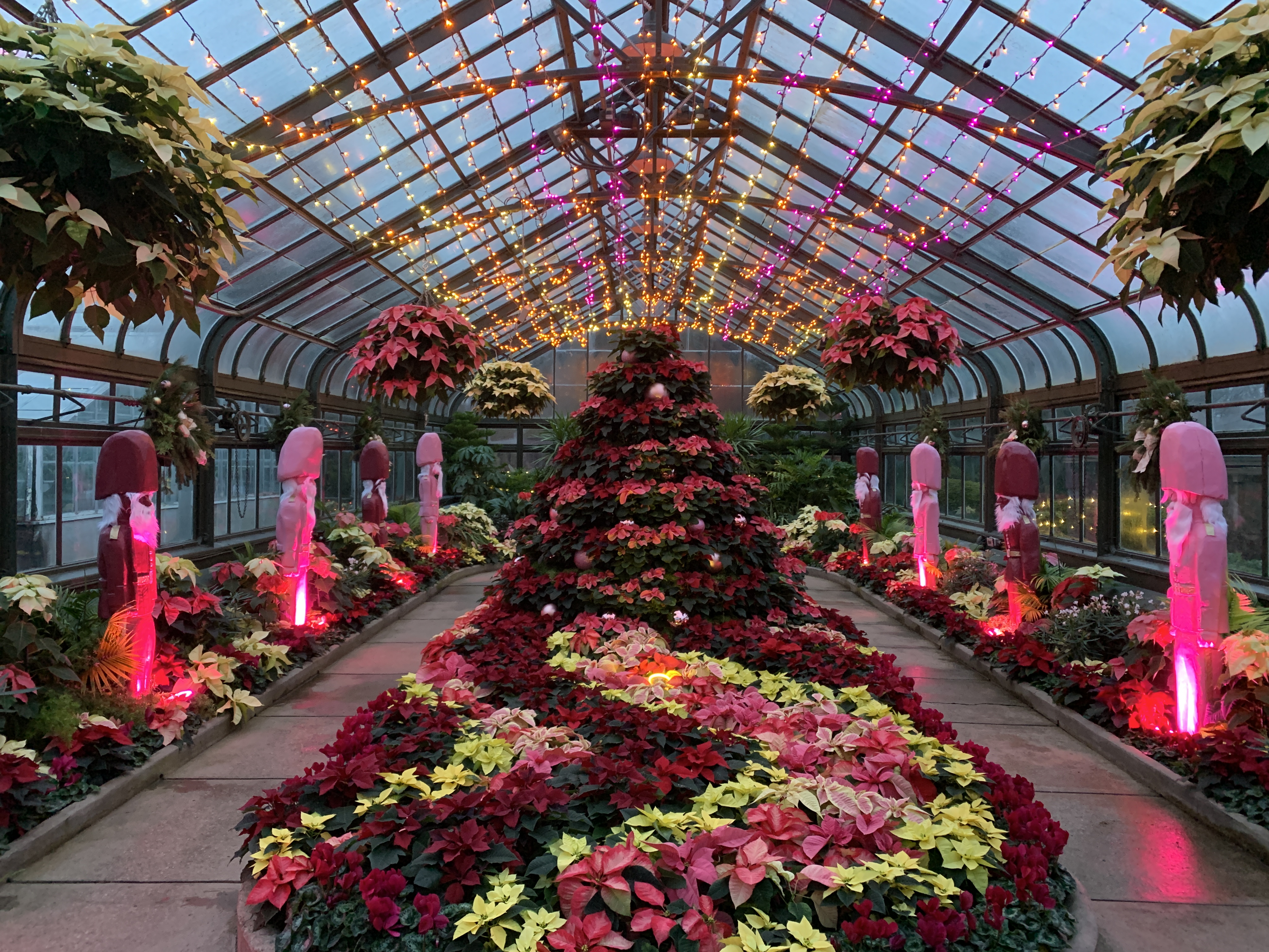 Inside a large greenhouse filled with poinsettias in an intricate desgin.