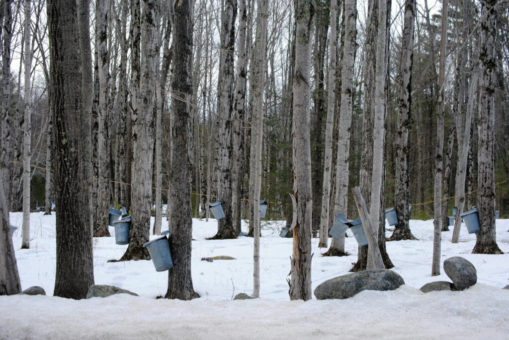 Maple syrup buckets attached to trees in winter