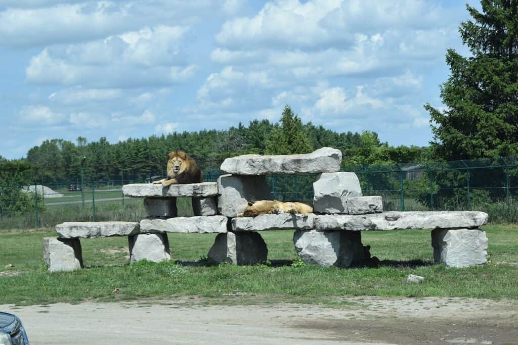 A male lion sits majestically atop a stone platform while two lionesses rest on a lower level of the same structure. The enclosure is surrounded by greenery, with a fence and trees visible in the background under a bright blue sky with scattered clouds.